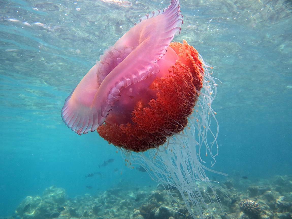 IMG_0897rf_Maldives_Madoogali_Plongee 9_House reef north_Meduse.jpg